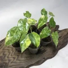 2026年最新】アロカシア 斑入りの人気アイテム - メルカリ