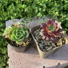 黒法師 緑カシミヤバイオレット 大きめ 全部抜き 多肉植物 - メルカリ