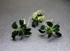 レア！ アヌビアスナナ　ジェイド　美株　水草　無農薬　水中葉 アヌビアスナナ ジェイド 美株 水草 無農薬 水中葉 お写真分 - メルカリ