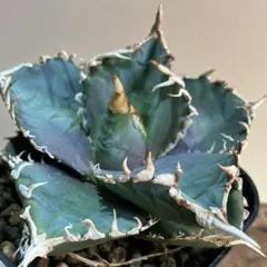 【鉢ごと発送】人気のチタノタ12種セット【ネームタグ付】 鉢ごと発送】人気のチタノタ12種セット【ネームタグ付】