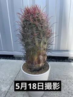 白強棘25㎝】 フェロカクタス 白鳥丸 サボテン - メルカリ