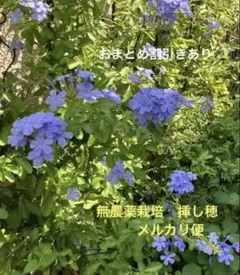 ルリマツリ苗木 青 2株 プルンバゴ ポットごとゆうパケットポスト発送