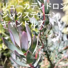 2025年最新】リューカデンドロンの人気アイテム - メルカリ