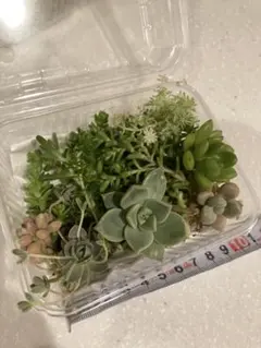 多肉植物　セダム カット苗詰め合わせ　C