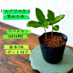 【どんぐりのなる木】ウバメガシ(姥目樫)の苗木2本 ポット付きのサムネイル