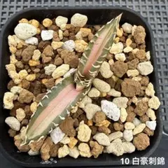 特価】アガベ チタノタ 白豪刺 極上株 - メルカリ