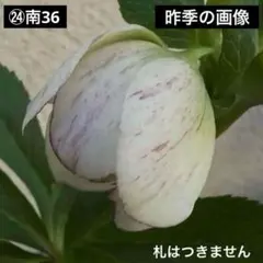 2025年最新】クリスマスローズ 苗の人気アイテム - メルカリ