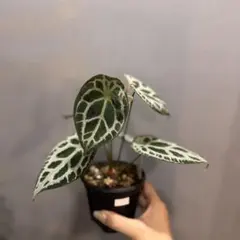 70 アンスリウム Equator ダイヤモンドシールド　GⅡ ドワーフ　花芽 70 アンスリウム Equator ダイヤモンドシールド GⅡ ドワーフ 花芽
