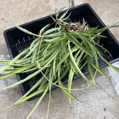 オリヅルラン 苗