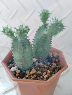 まりん様 リクエスト 3点 まとめ商品