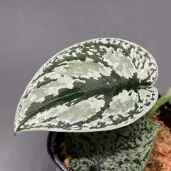 レア！　Scindapsus Lakambini スキンダプサス・ラカンビニ 特価】Scindapsus Lakambini スキンダプサス ラカンビニ - メルカリ