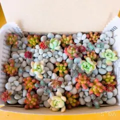 多肉植物　だるま秋麗セット♡