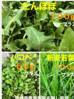 Item thumbnail for item 6c95d7a4-6768-43ee-9aaf-a3c0499dad3e