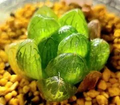 R920 グリーンドドソン 実生多肉植物 ハオルチア アロエのサムネイル