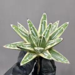 2025年最新】アガベ 氷山の人気アイテム - メルカリ