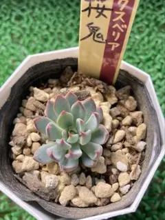 2025年最新】おらいさん苗 桜鬼の人気アイテム - メルカリ