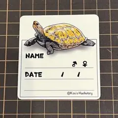 ステッカー　両生類　カメ　イシガメ