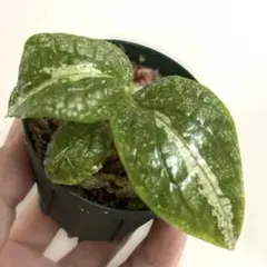 Peperomia argyreia variegated｜斑入り ペペロニア - メルカリ