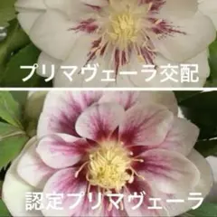 2026年最新】加藤農園 プリマヴェーラの人気アイテム - メルカリ