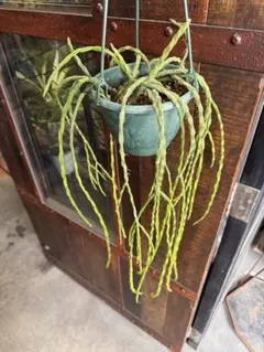 k*i様 Huperzia tetrasticha 原種 フペルジア 着生シダ - メルカリ