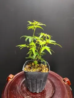 2026年最新】織姫もみじの人気アイテム - メルカリ