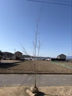 2026年最新】山採りの人気アイテム - メルカリ