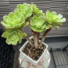 2026年最新】観葉植物 アエオニウムの人気アイテム - メルカリ
