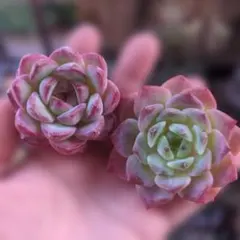 るり様 リクエスト 3点 まとめ商品