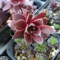 多肉植物 センペルビウム タイガーベイ No.75【赤】 - メルカリ