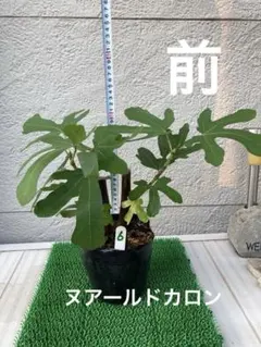 ⑥ 極太極甘 イチジクヌアールドカロン苗木　2本　おまけ付き！のサムネイル