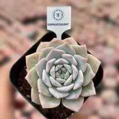 Top【選抜株】多肉植物　19059ロザリア　55個　鉢無し/脱土 Top【選抜株】多肉植物 19059ロザリア 55個 鉢無し/脱土 - メルカリ