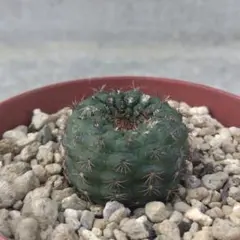 ちびねこ様 リクエスト 2点 まとめ商品