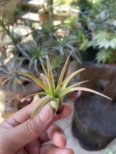 Tillandsia dependens 速達発送 - メルカリ
