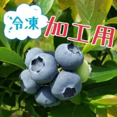 2026年最新】冷凍ブルーベリー 3kg（1kg×3袋）の人気アイテム - メルカリ