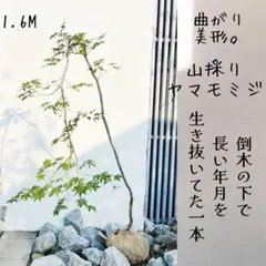 超美形。山採りヤマモミジ2.5M(鉢底から)◎斑紋入り◎根回し済 - メルカリ