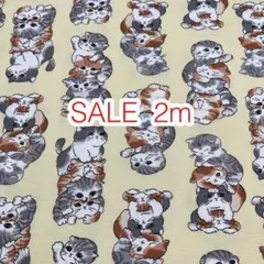 ラスト SALE 2m ぎゅうぎゅう猫 クリーム オックス