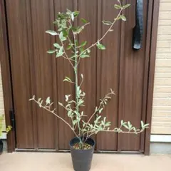 もみじ オリーブ ユーカリ ゴールドクレスト セット8株 エコメルカリ便
