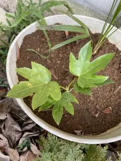 耐寒性宿根草 イワヤツデ 2苗 塊根植物 - メルカリ