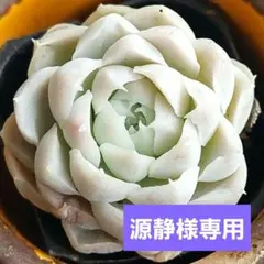 源静様 リクエスト 10点 まとめ商品