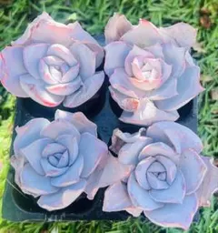 cherucheru様 ご専用　值引70円　リクエスト 2点 まとめ商品