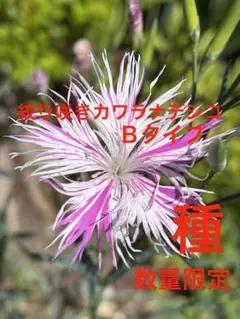 Jupiterアリエス様 リクエスト 2点 まとめ商品