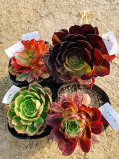 201 多肉植物 アエオニウム 抜き苗 4種セット