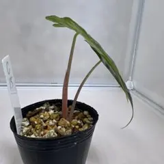 アロカシア スカルプラム オーレア 斑入り - メルカリ
