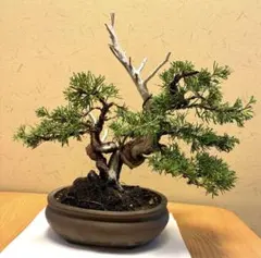 2026年最新】五葉松の人気アイテム - メルカリ