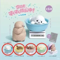 今日も、すくすく成長中！水族館編　アザラシ　カワウソ　ラッコ　シロクマまとめ売り