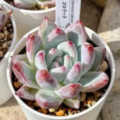 2025年最新】コロラータの人気アイテム - メルカリ