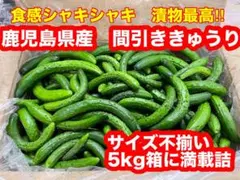 ①鹿児島県産　間引ききゅうり　5kg箱満載詰