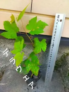 デラウェア ぶどう 実生苗 ネコポス 発送のサムネイル