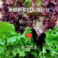 【兵庫県産】新鮮野菜詰め合わせ　サニーレタス＆フリルレタス　ネコポスいっぱい