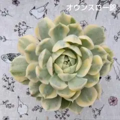 多肉植物 オウンスロー③ 抜き苗　韓国苗　エケベリア オウンスロー＊紅葉品種＊エケベリア＊多肉植物＊抜き苗 多肉